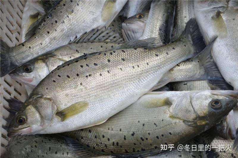 鱸魚(yú)產(chǎn)業(yè)最新動(dòng)態(tài)與發(fā)展趨勢(shì)探索